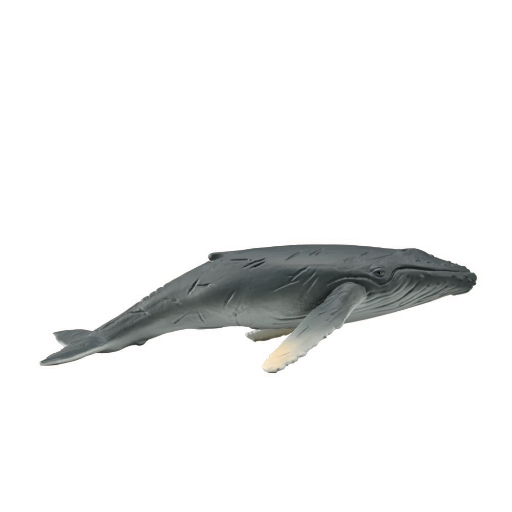 Humpback Whale Calf