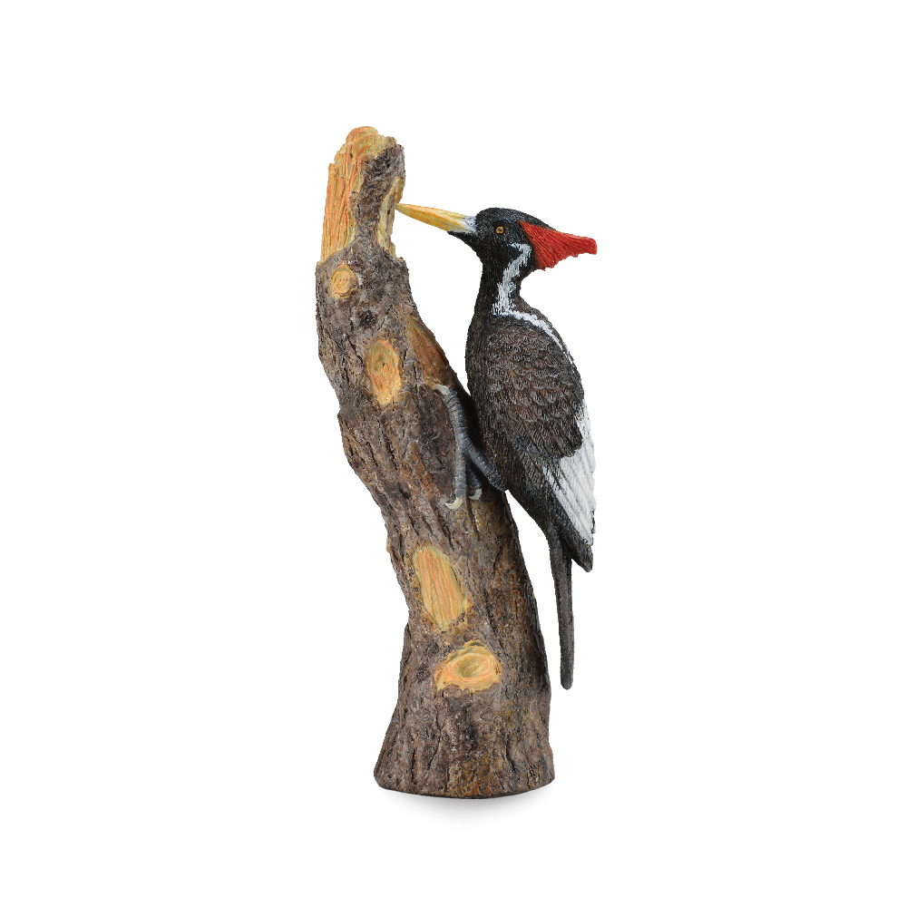 Ivory Billed Woodpecker