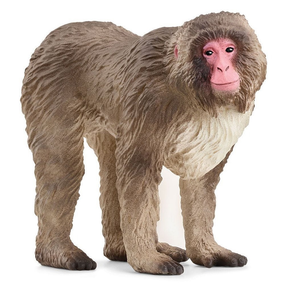 Japanese Macaque