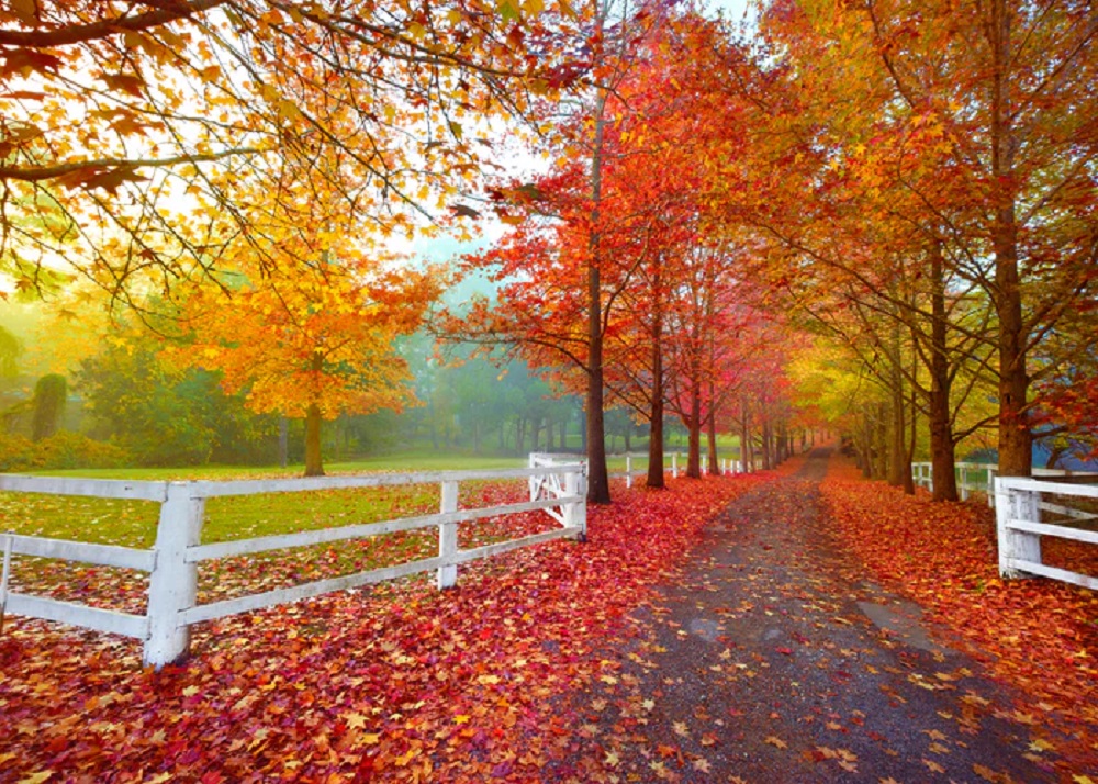 Ken Duncan - Autumn Symphony