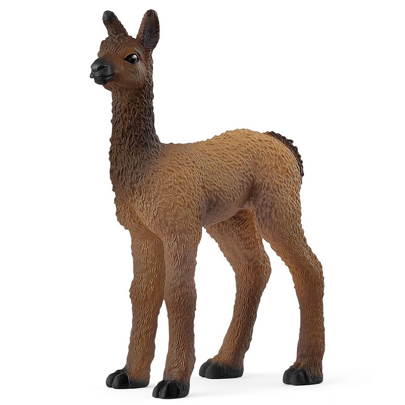 Llama Foal