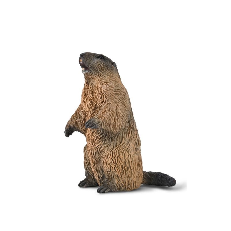Marmot