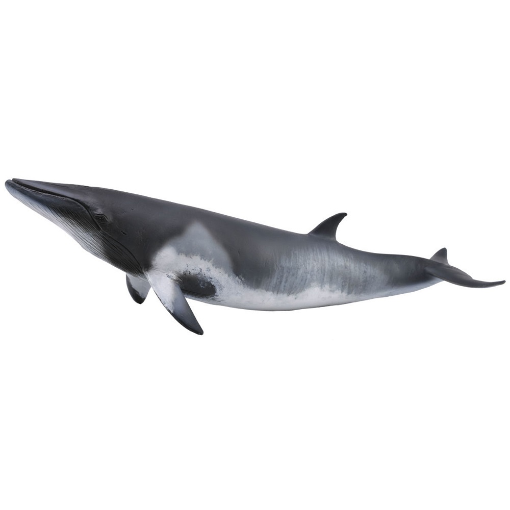 Minke Whale