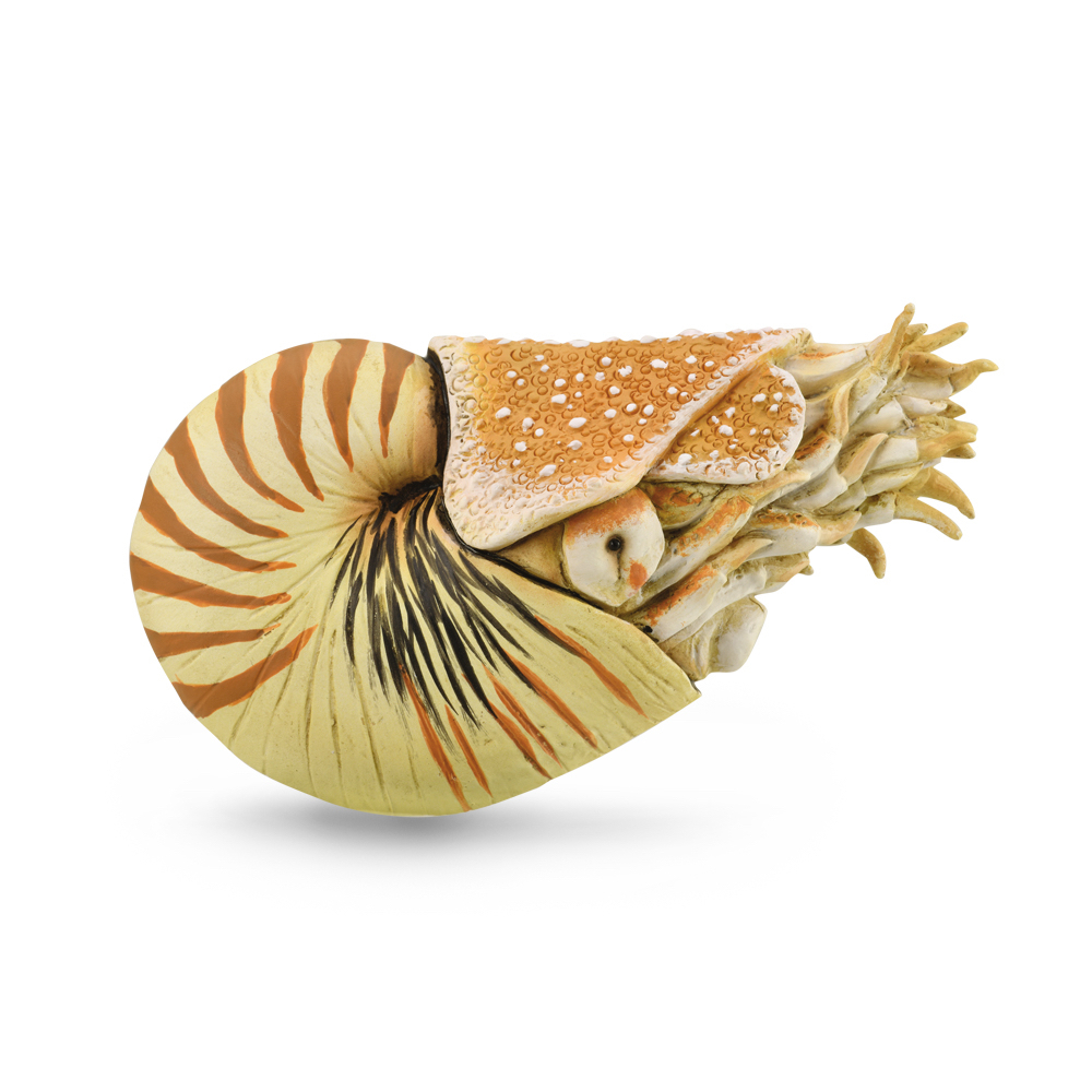 Nautius Pompilius
