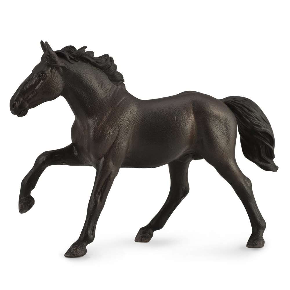 Nonius Stallion