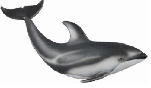 Pacific White Sided Dolphin
