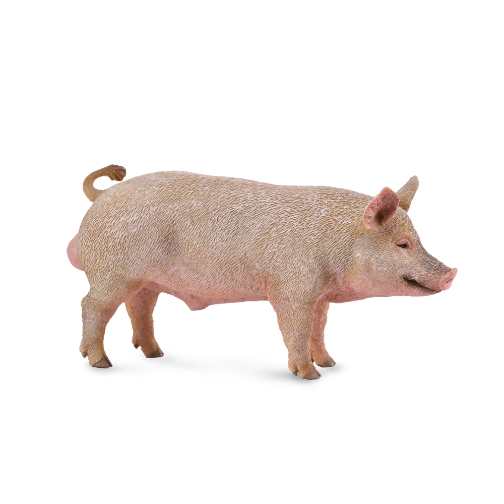Pig Boar