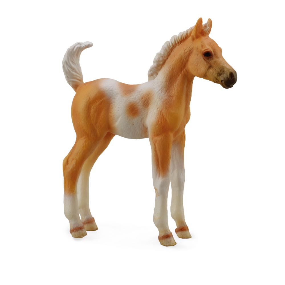 Pinto Foal Palamino Standing