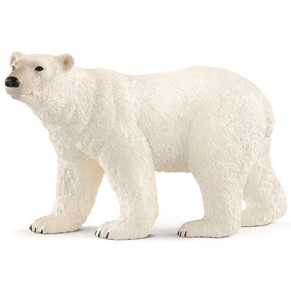 Polar Bear