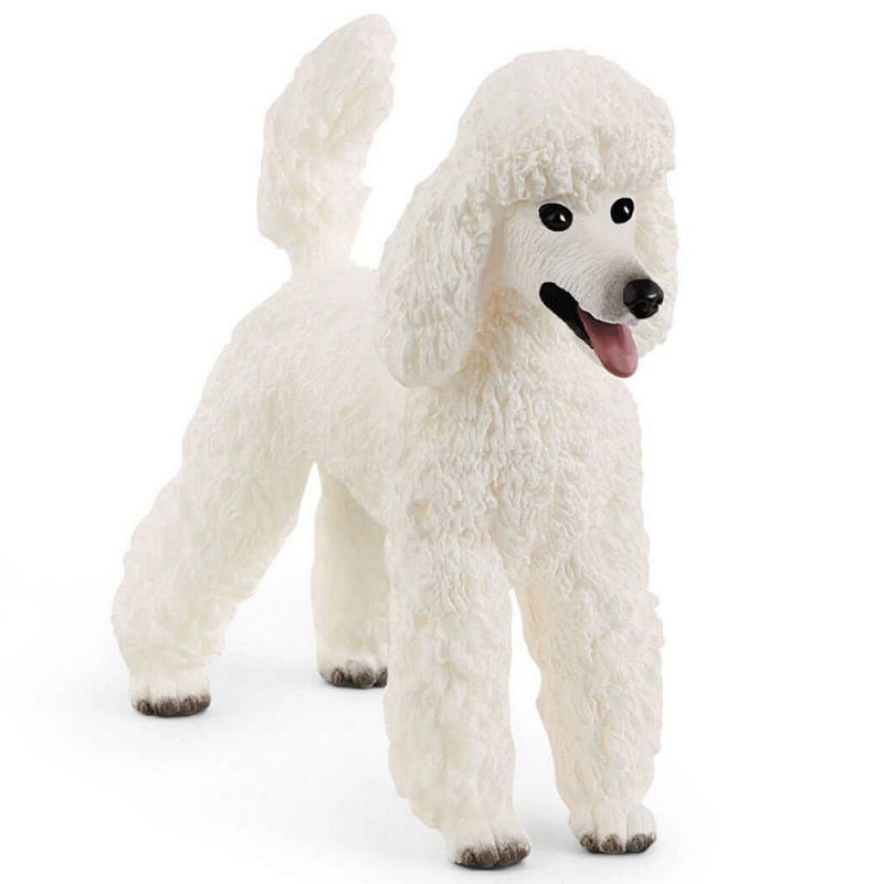 Poodle