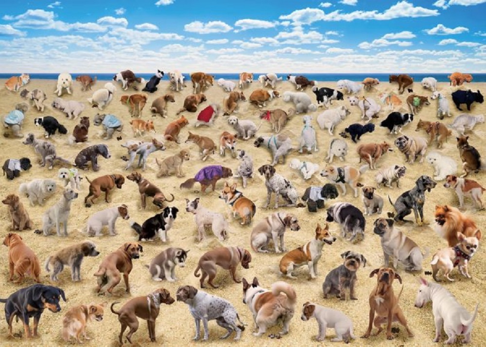 Pooping Dogs