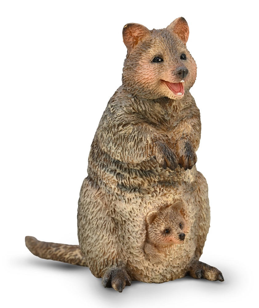 Quokka With Joey