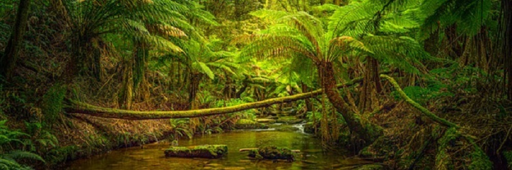 Rainforest River 