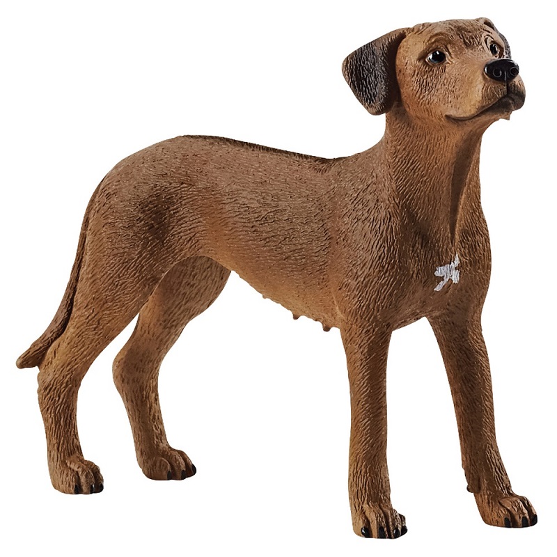 Rhodesian Ridgeback