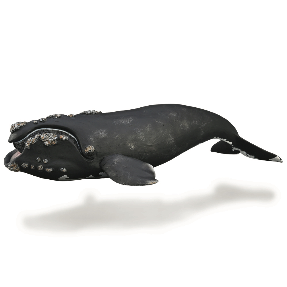 Right Whale