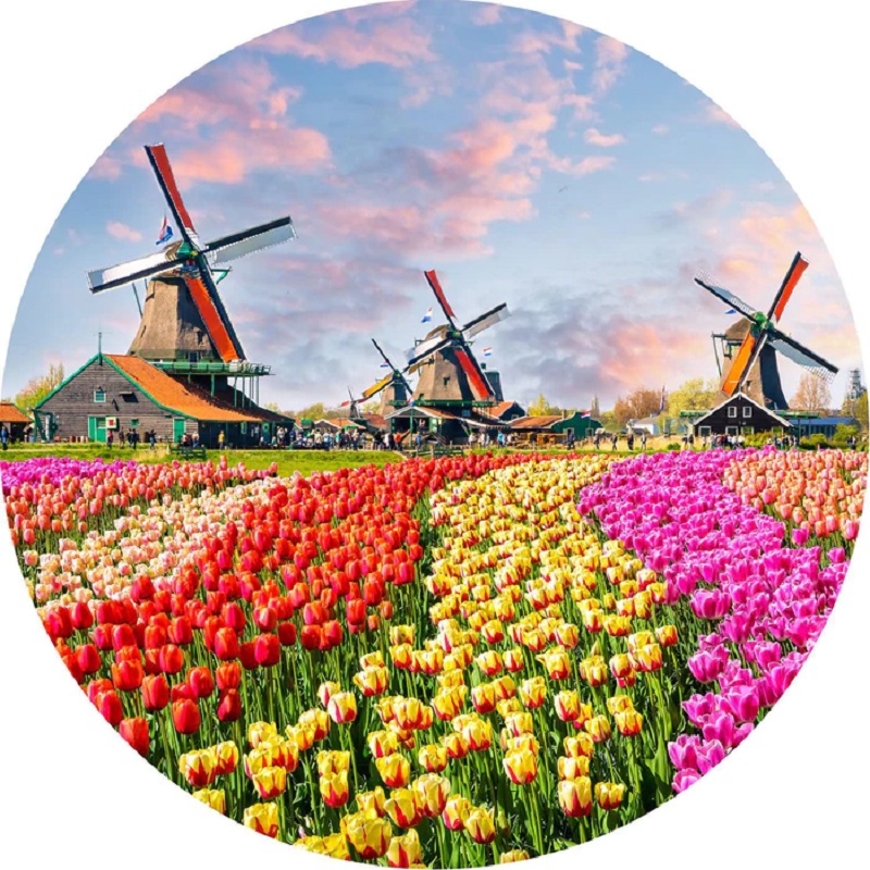 Tulips And Windmills