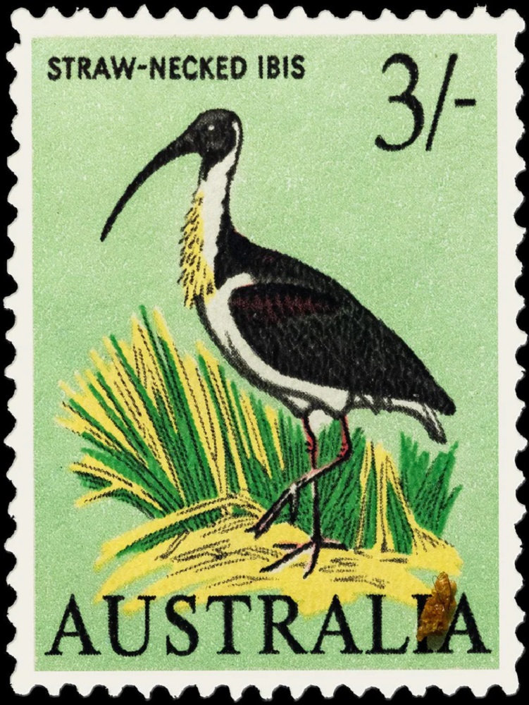 Straw Necked Ibis