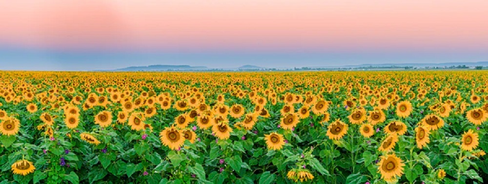 Sunflower Dawn