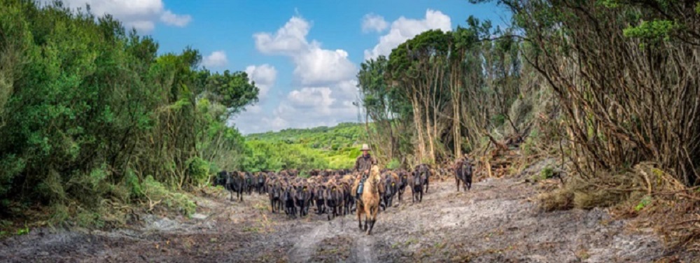Taking The Lead Panorama