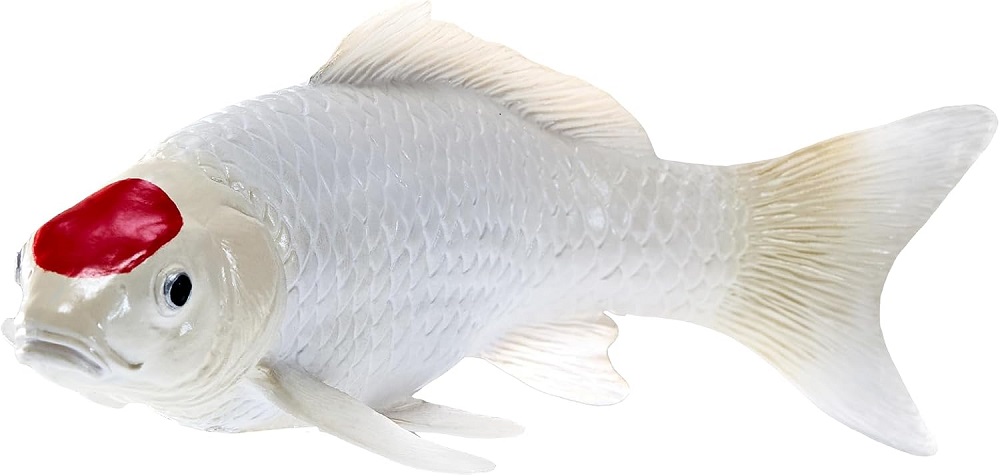 Tancho Koi Carp 