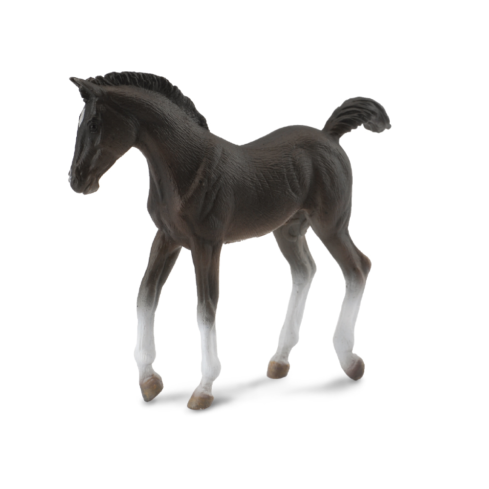Tennessee Walking Horse Foal Black