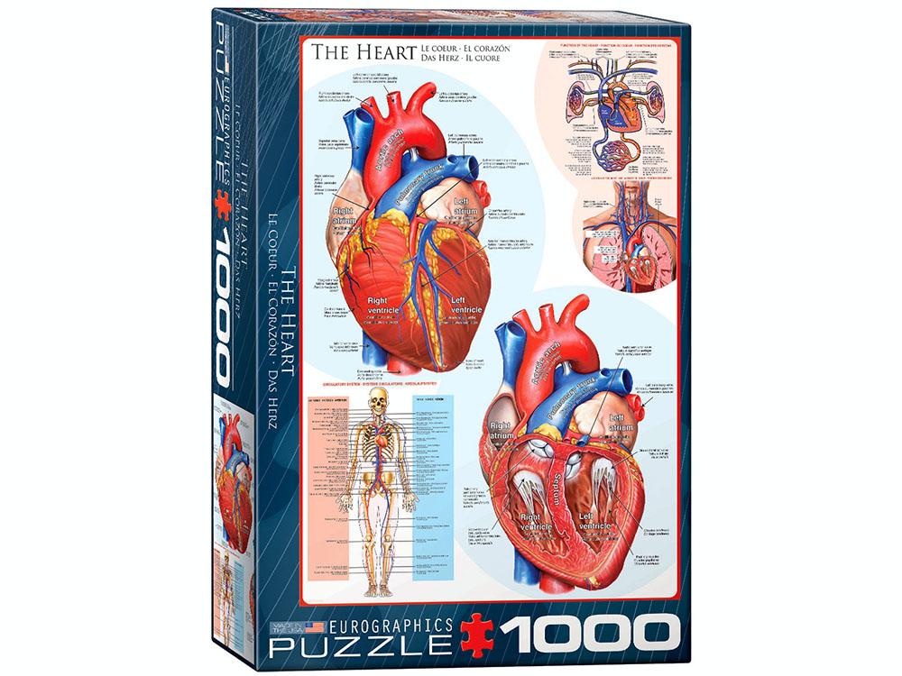 The Heart
