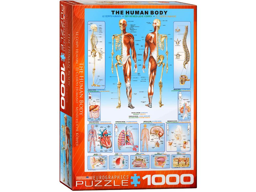 The Human Body