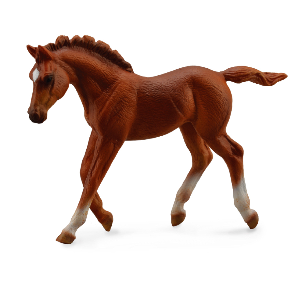 Thoroughbred Foal Chestnut Walking