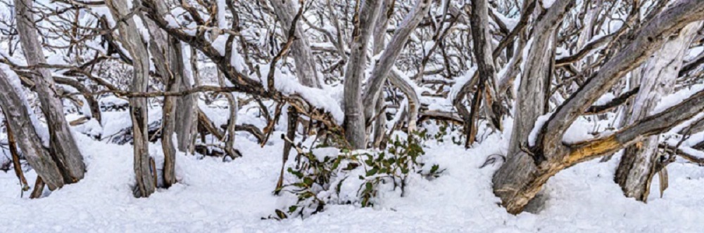 Twisted Snow Gums 