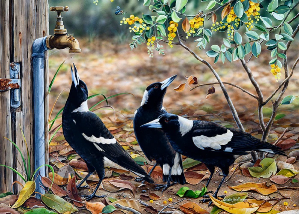 Waiting For My Turn Australian Magpies