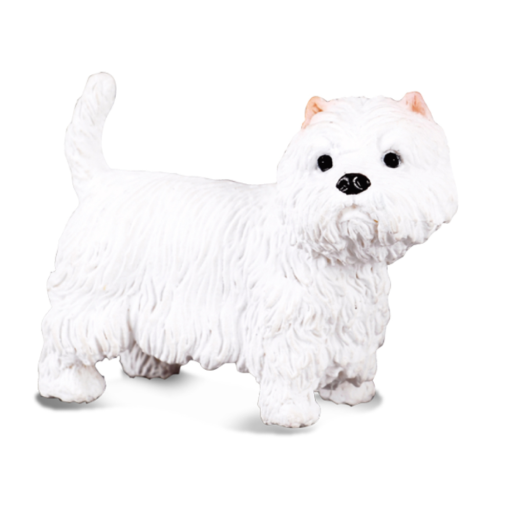Welsh Highland Terrier