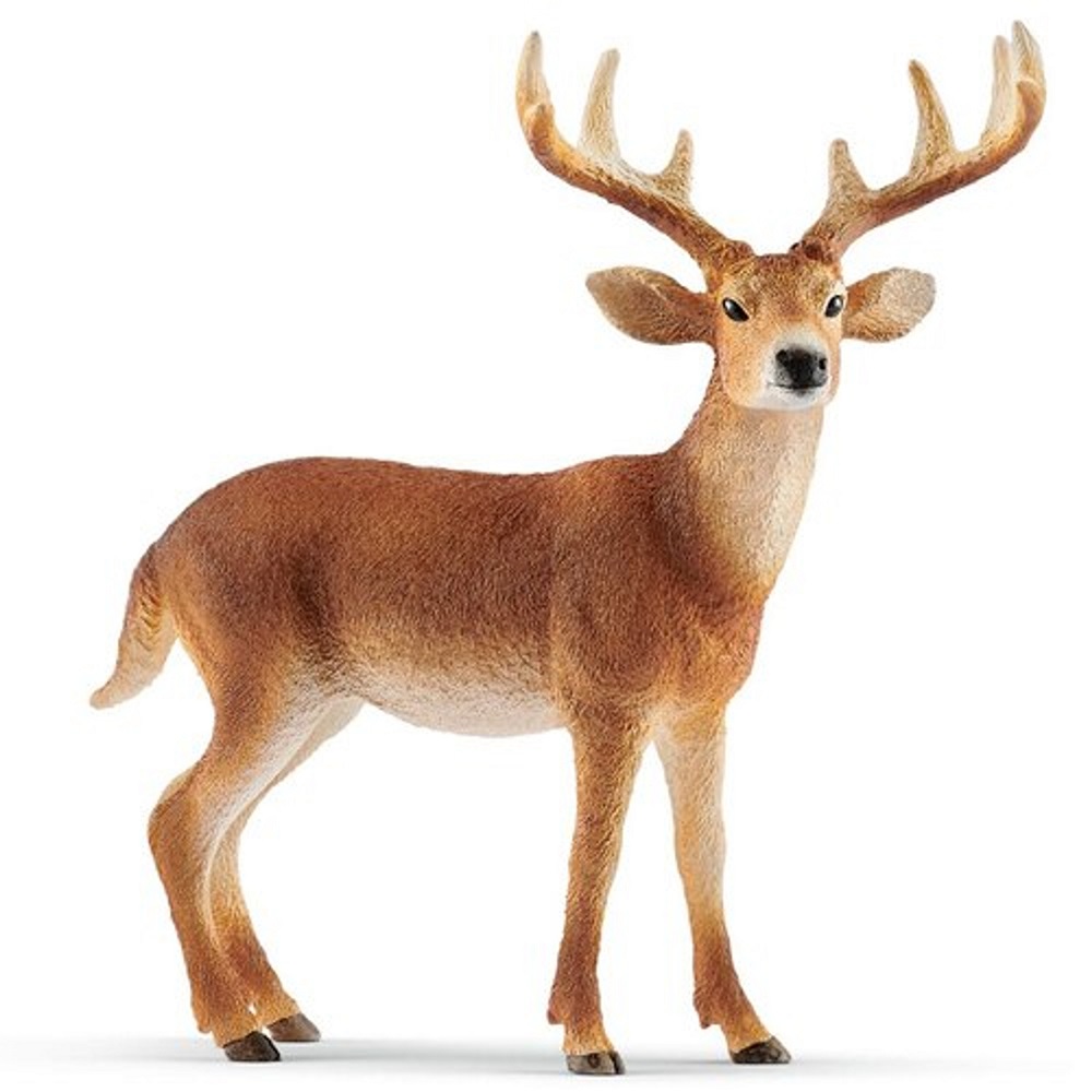 White-Tailed Buck
