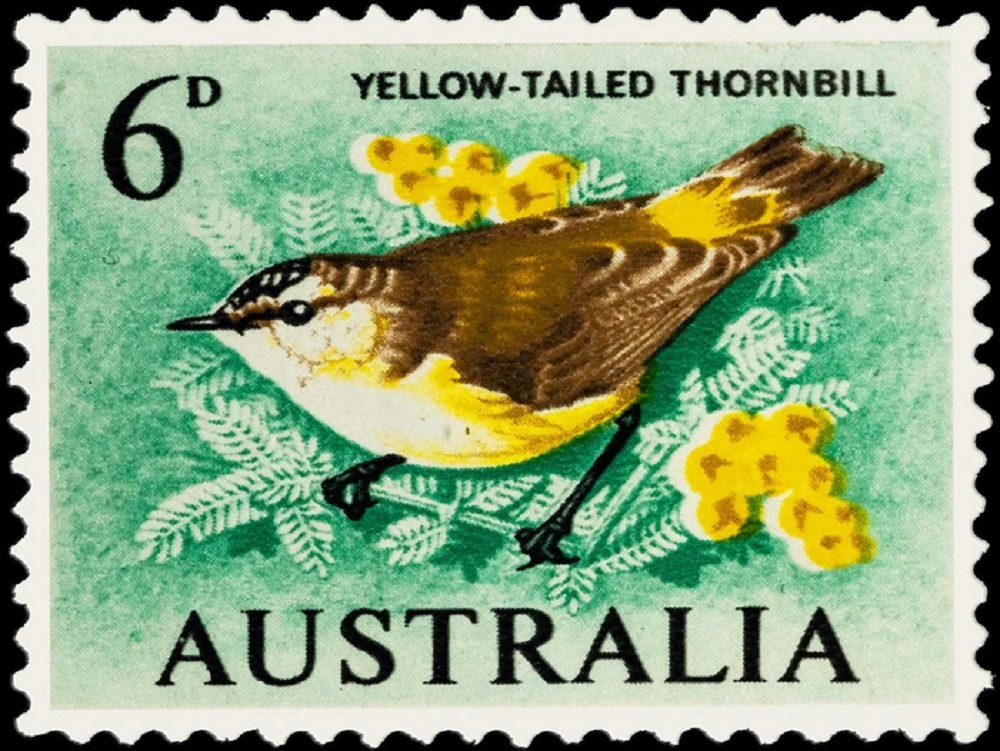 Yellow Tailed Thornbill