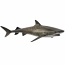Tiger Shark
