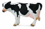 Friesian Cow