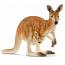 Kangaroo With Joey
