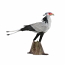 Secretary Bird