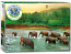 Save Our Planet Collection - Rain Forest