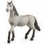 Pura Raza Espanola Young Horse