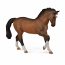 Warmblood Stallion Bay