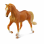 Tennessee Walking Horse Stallion Golden Palamino