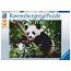 Panda Bear