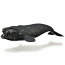 Right Whale