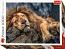 Sleeping Lion