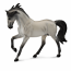 Andalusian Stallion Grey