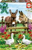 Donkeys
