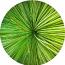 Aussie Grass Tree