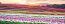 Tulip Rainbow Sunrise 