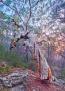 Ken Duncan - Grandmother Tree