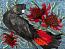 Tia Carrigan - Red Tail And Waratahs 